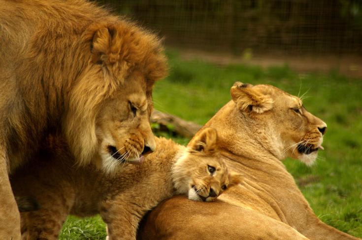 lion-with-family